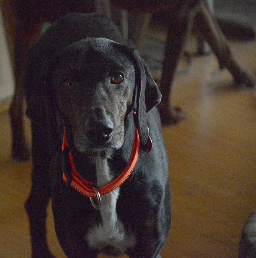 Nerone