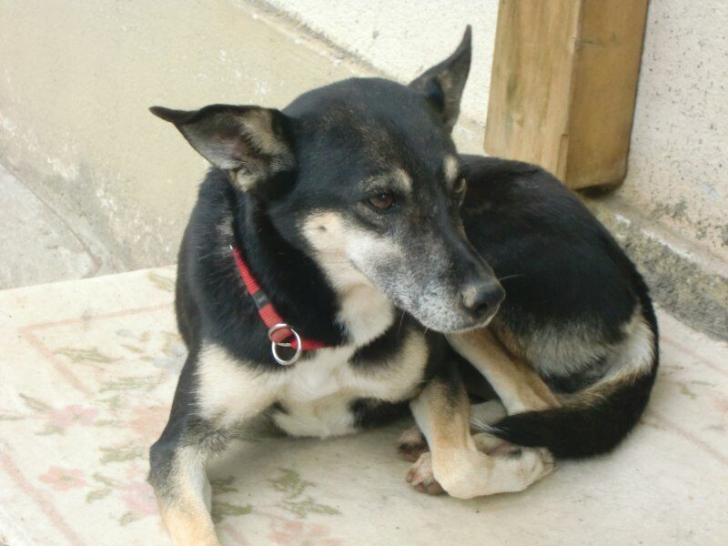 Ombra