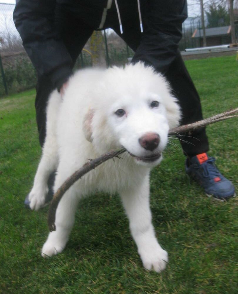 Ettore