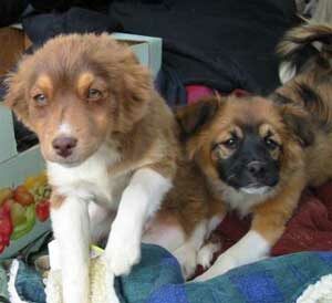 Anja und Anton