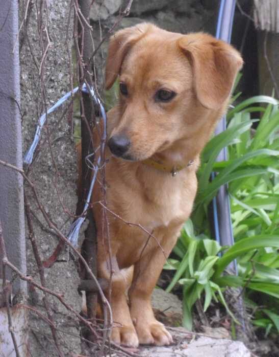 Chicca