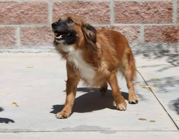 Monte