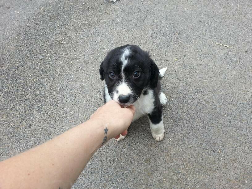 Rico