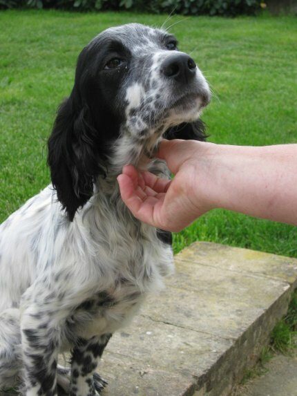 Achille