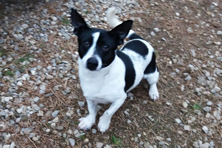 Otto