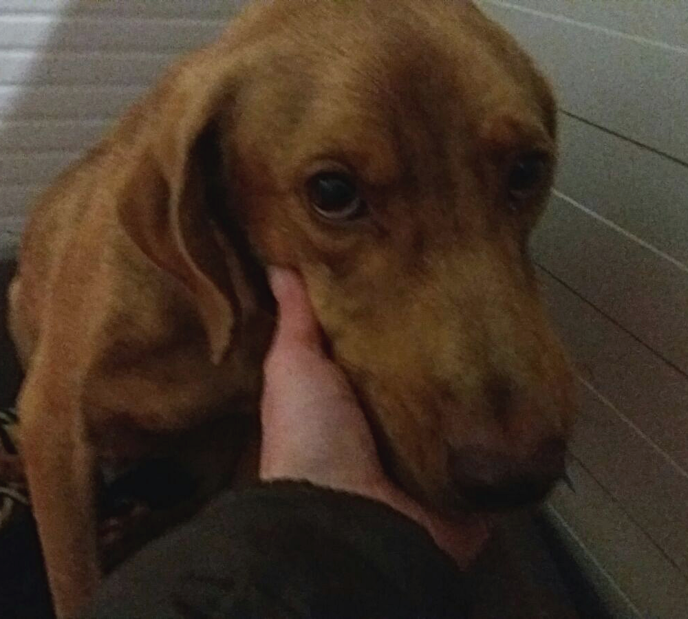 Pippo