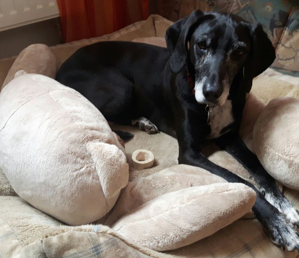 Polly (Anja)