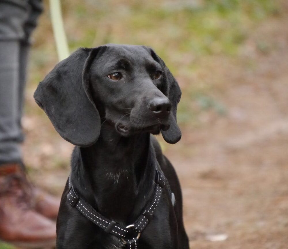 Lulu