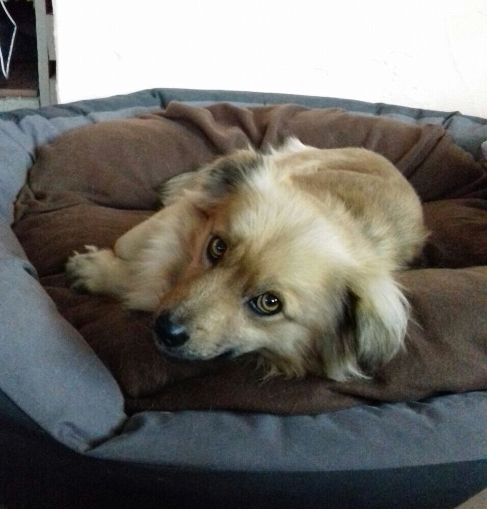 Murfi
