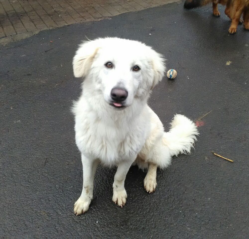 Joey