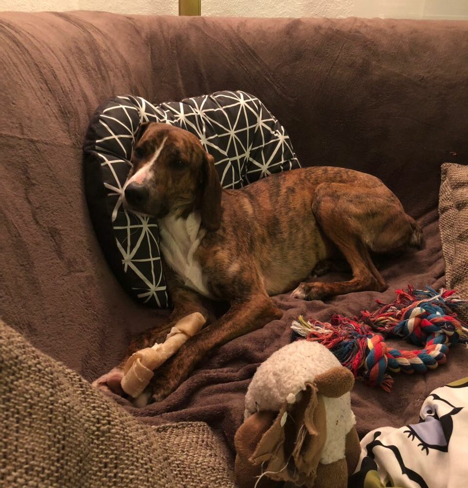 Stella