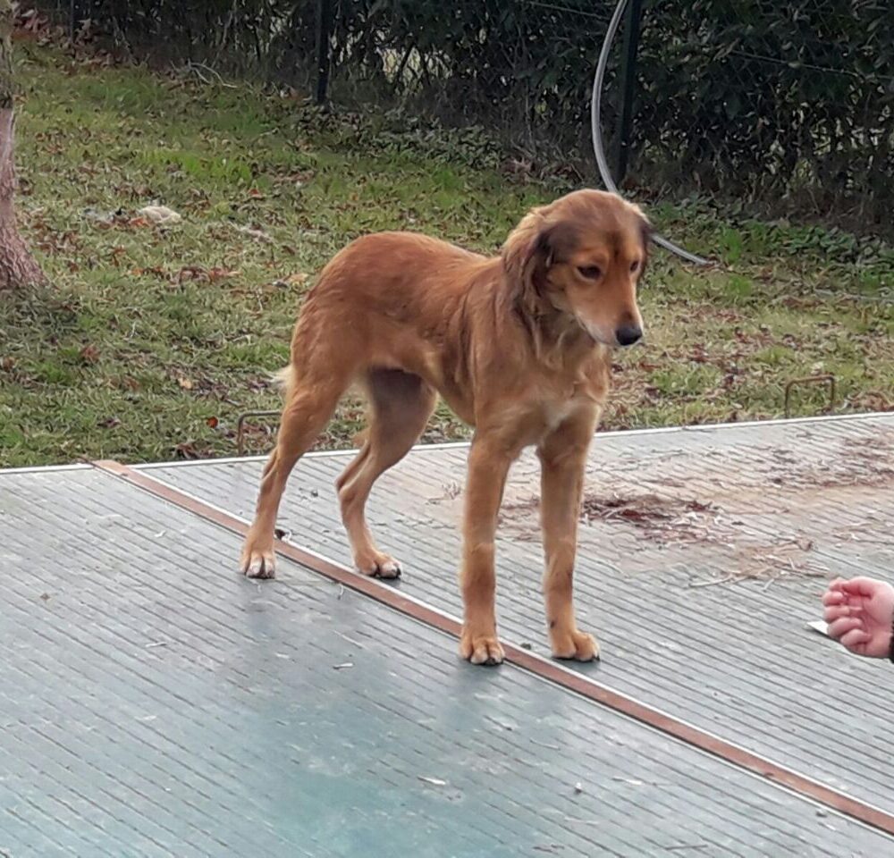 Bella