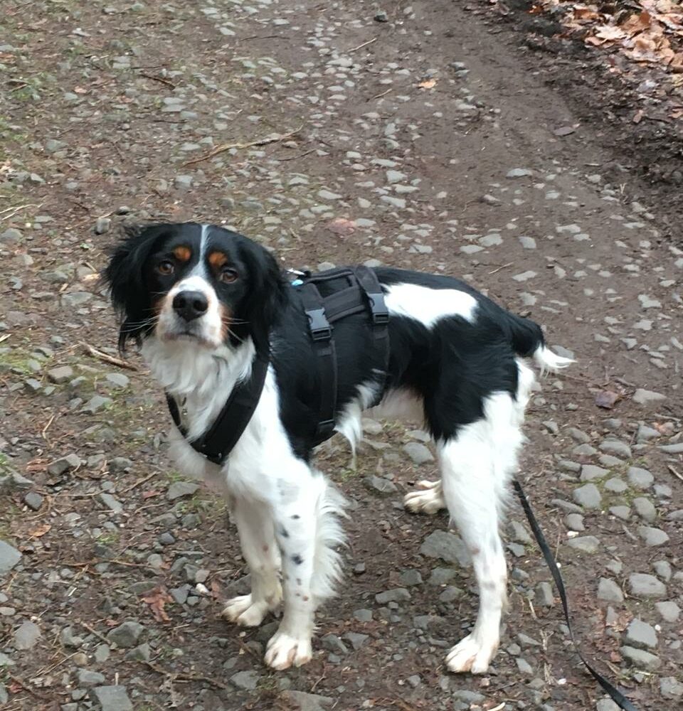 Toby