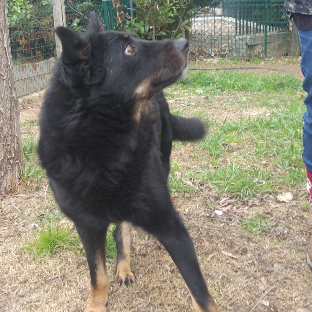 Lupetto