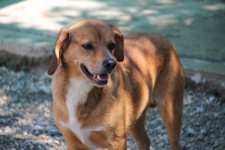 Ghiro