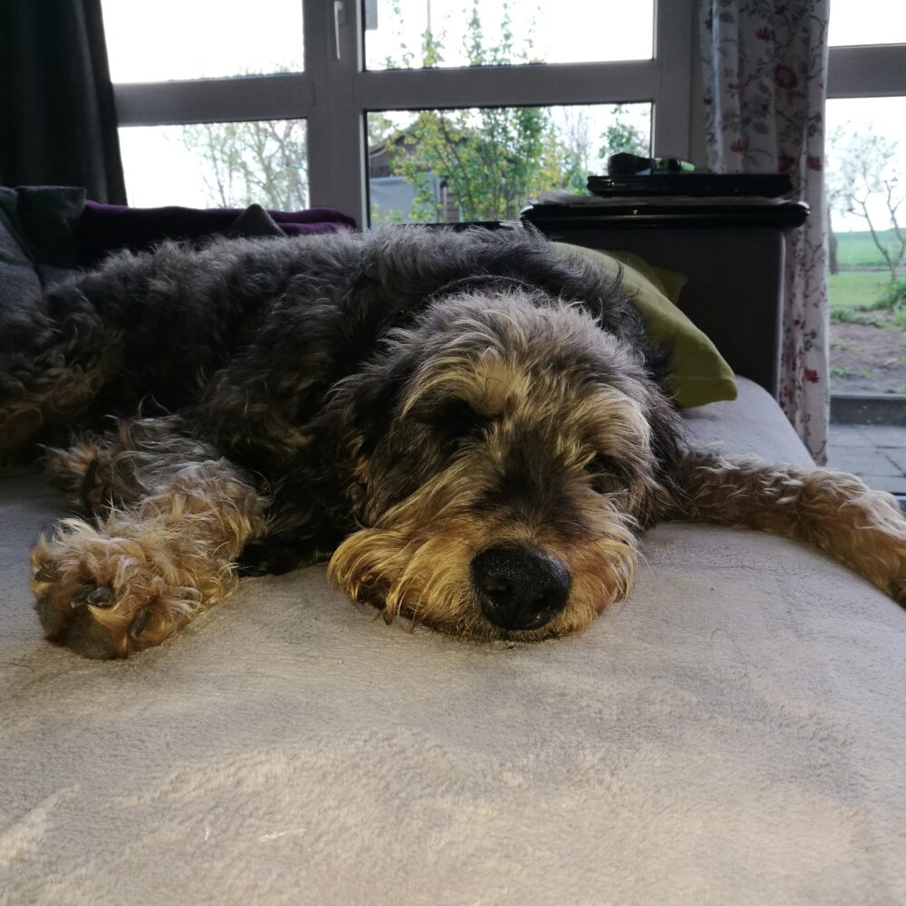Ludwig