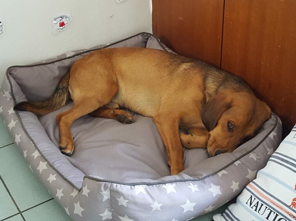 Balu