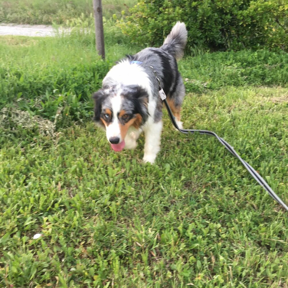 Zorro