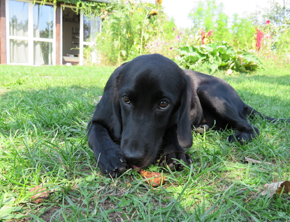 Luna