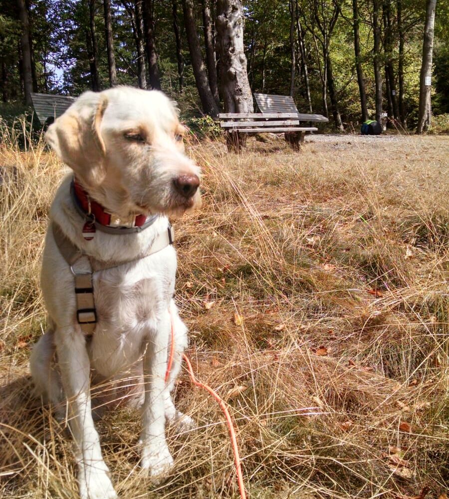 Ada