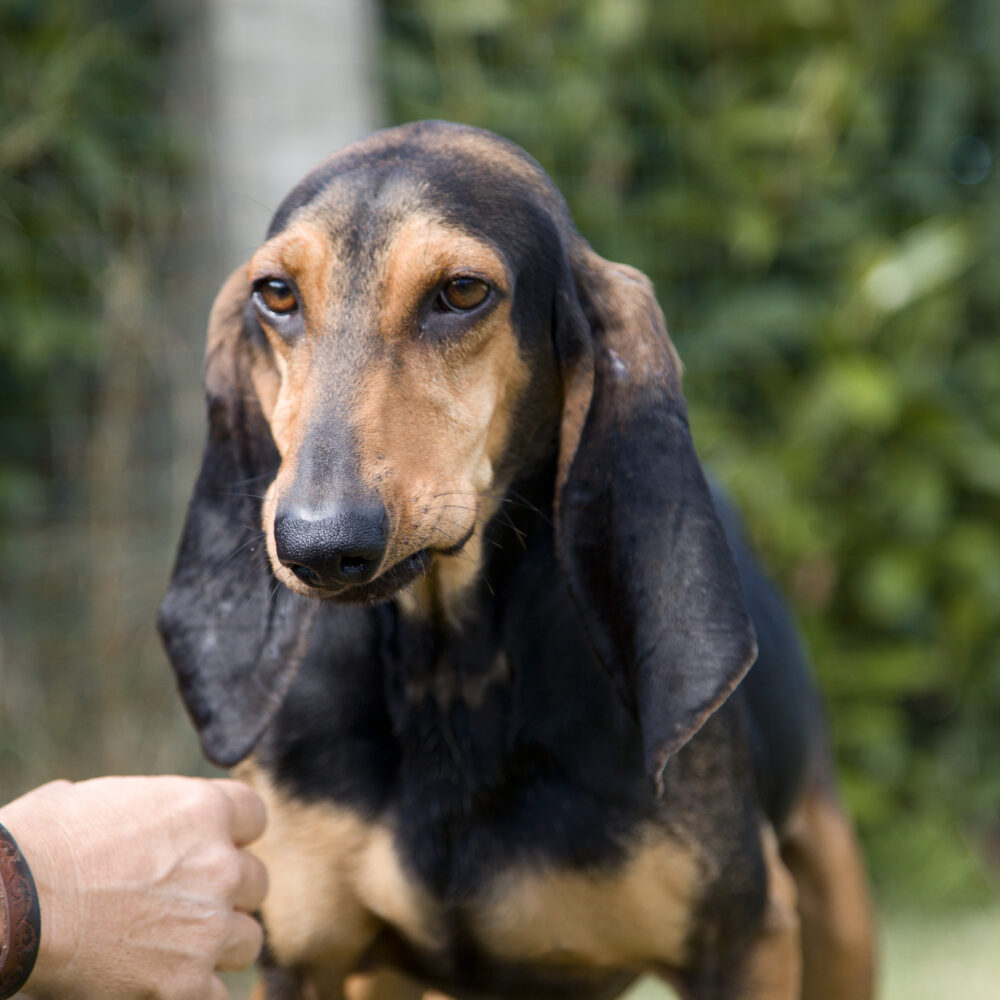 Tobia