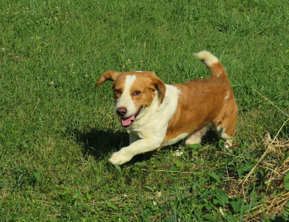 Arturo