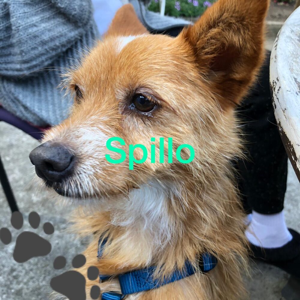 Spillo
