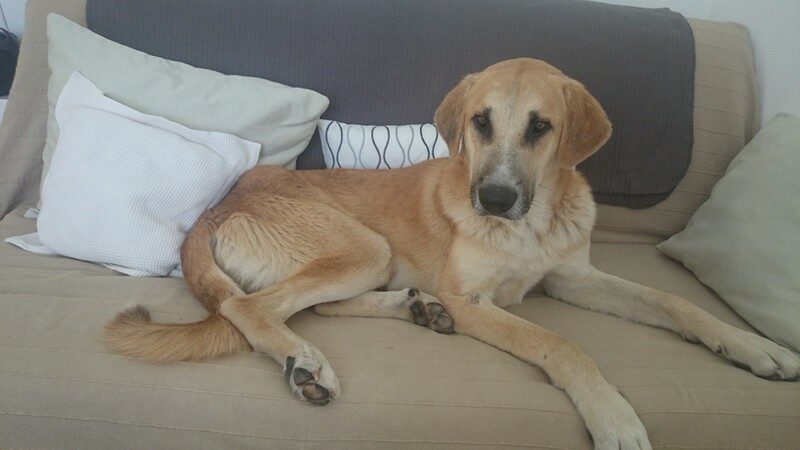 Balu