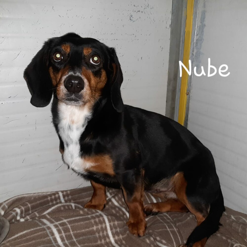 Nube