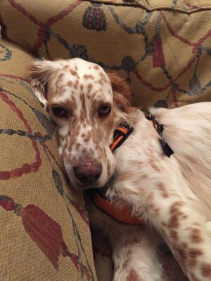Sonny