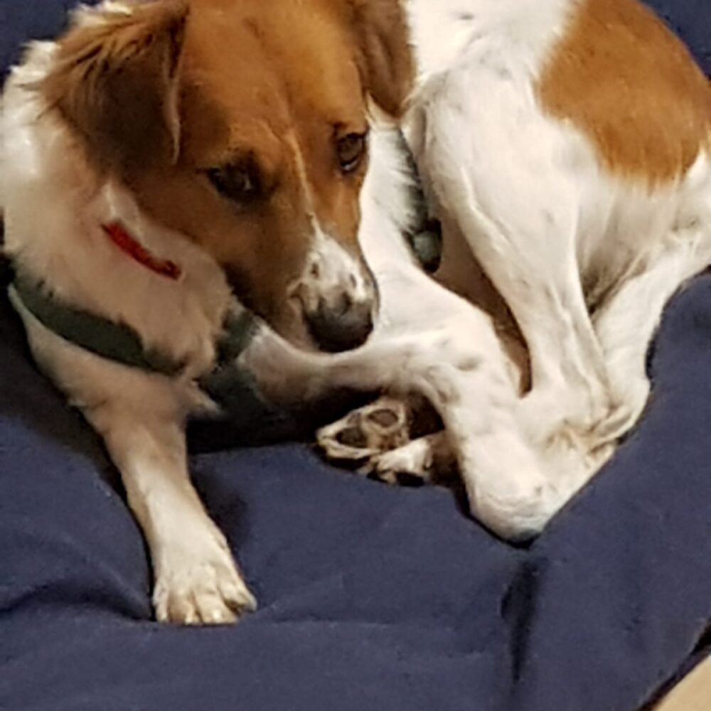 Molly