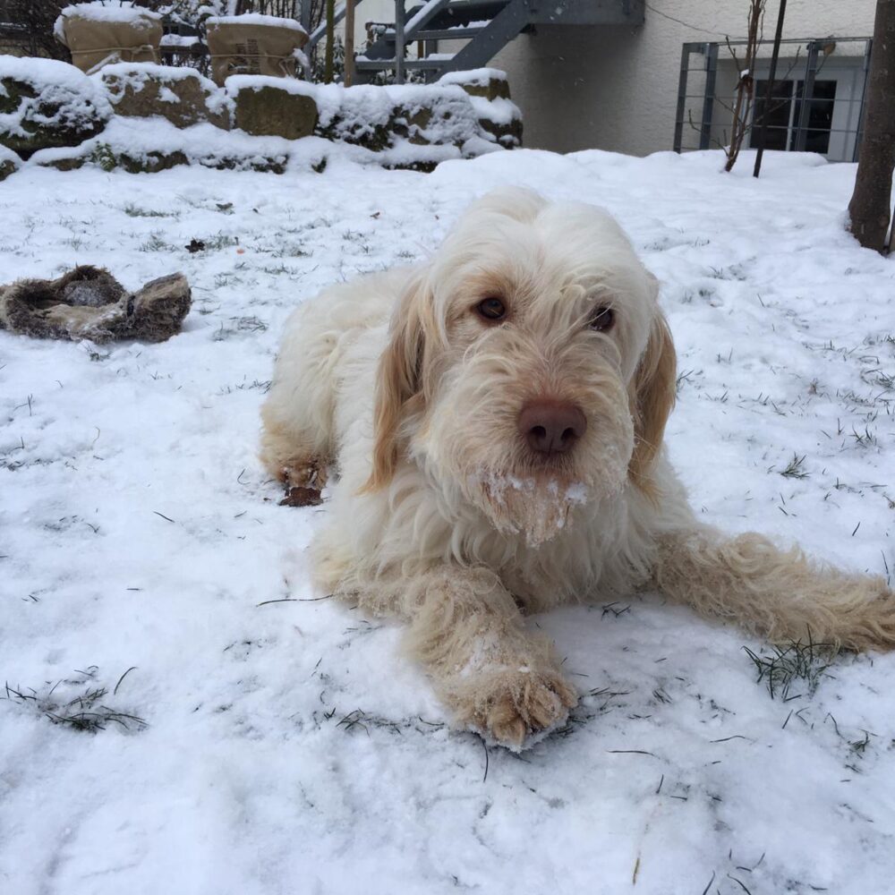 Babette