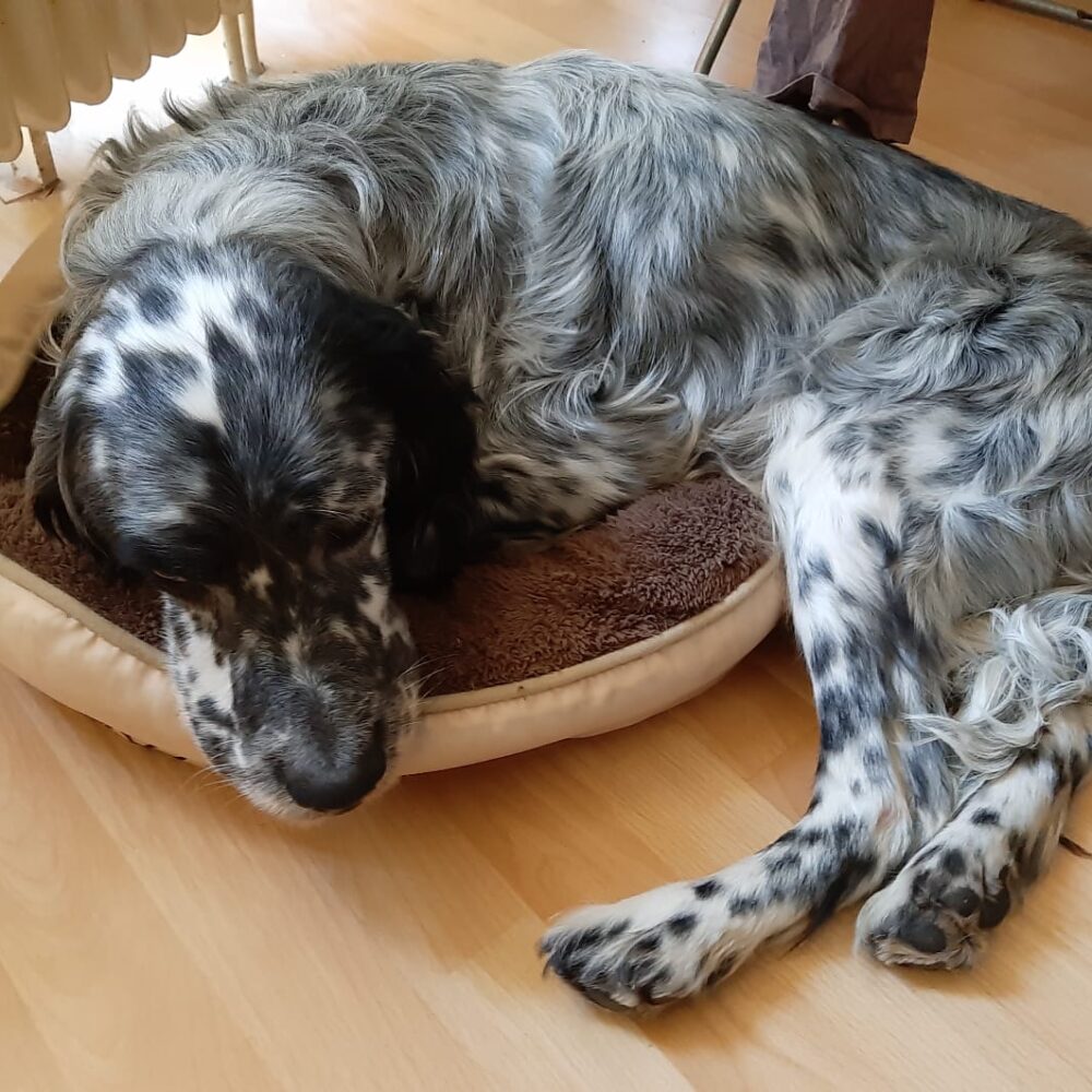 Elliott
