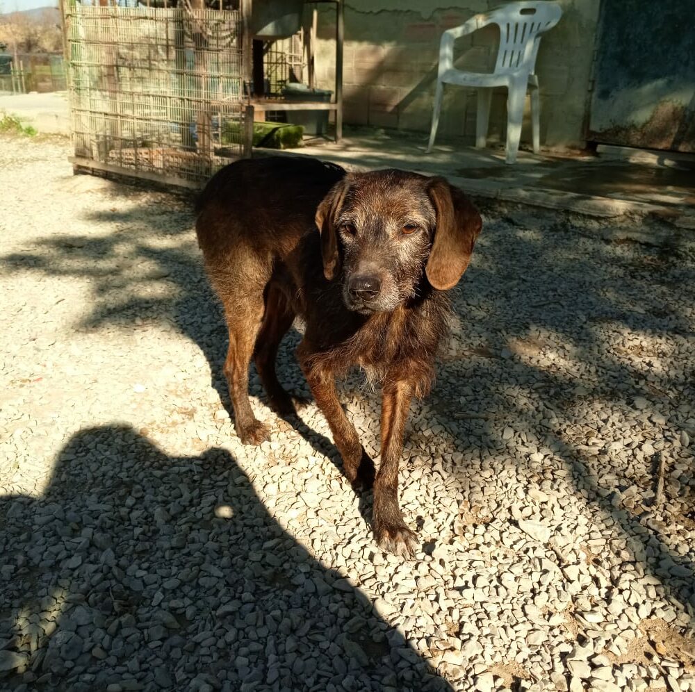 Bacco
