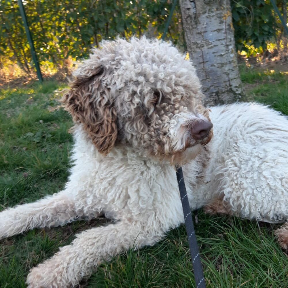 Lollo