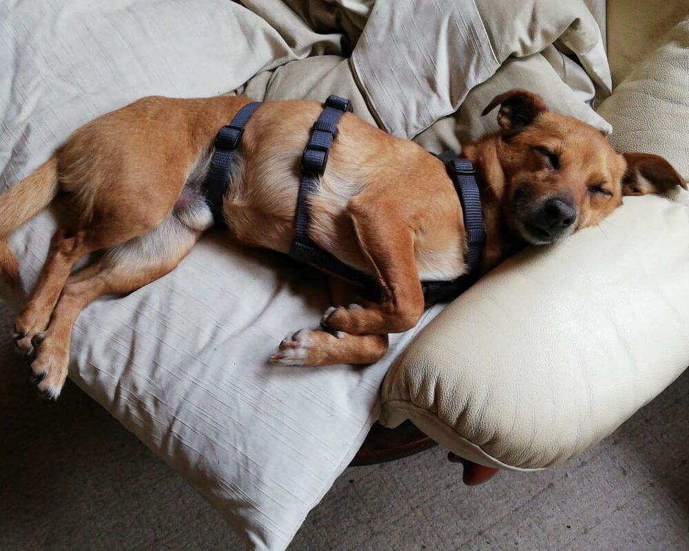 Ettore