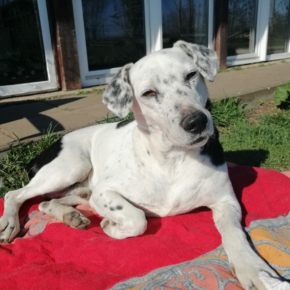 Pongo