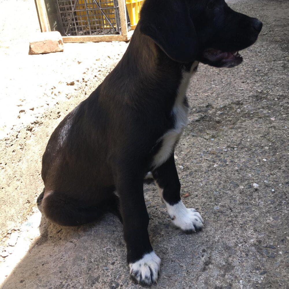Duchessa