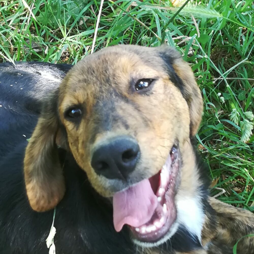 Matteo