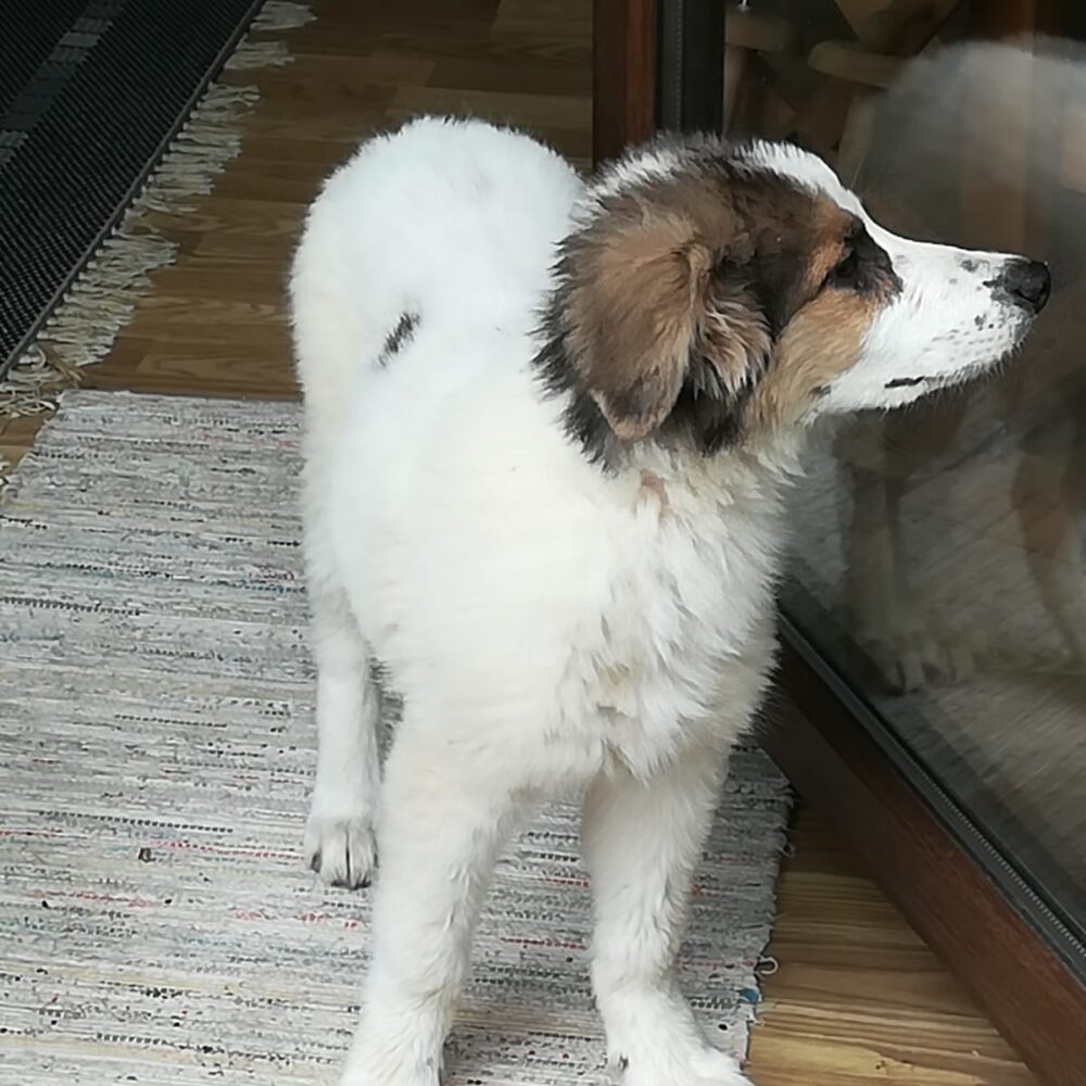 Gioia