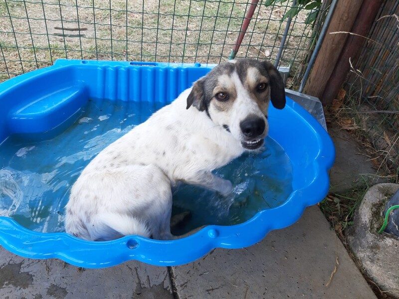 Pisolo