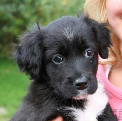 Puppy