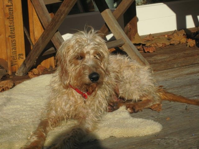 Luli