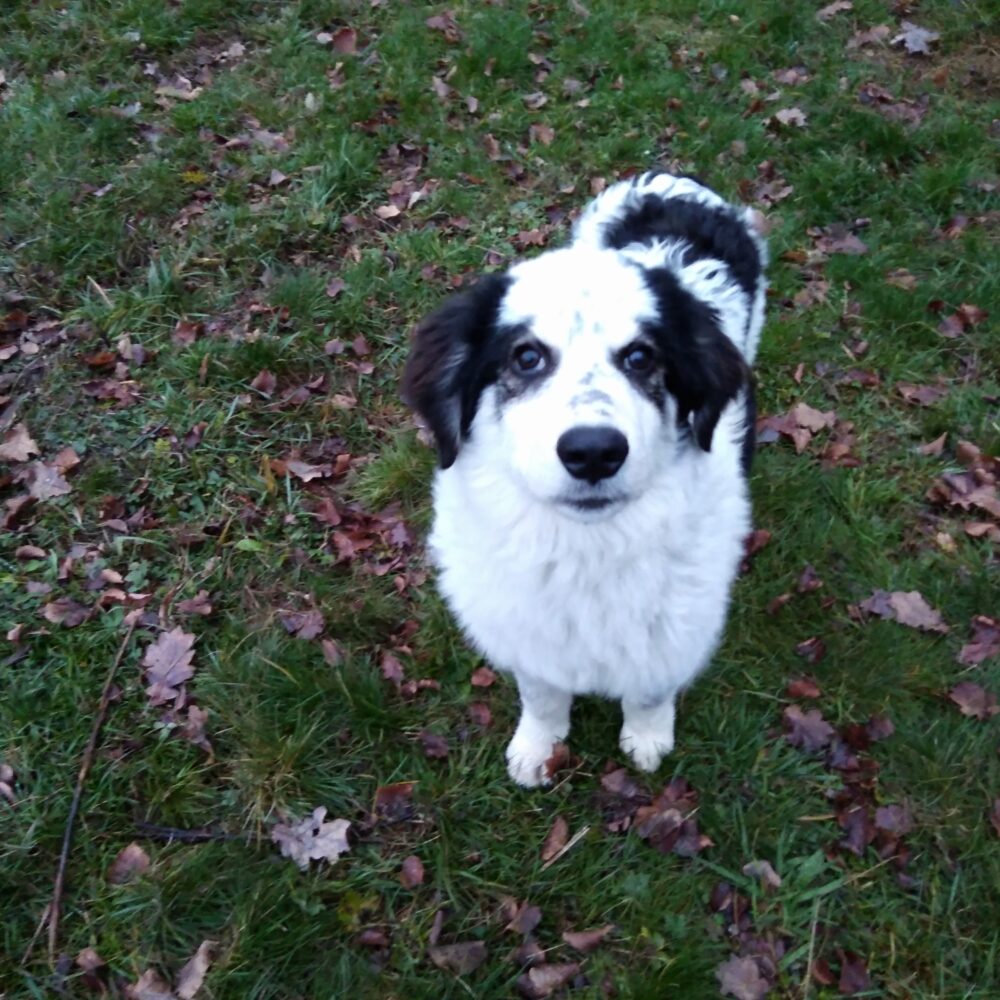 Jack