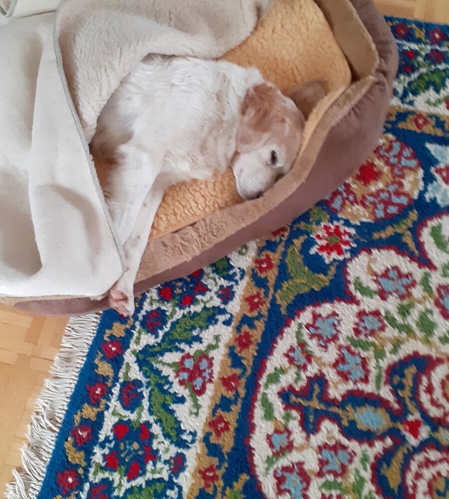 Ciccio