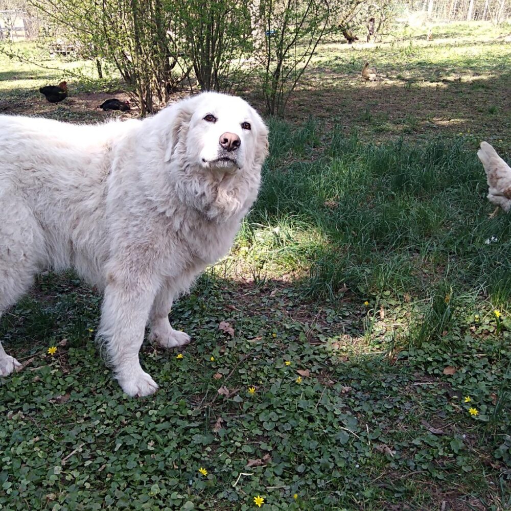 Zira