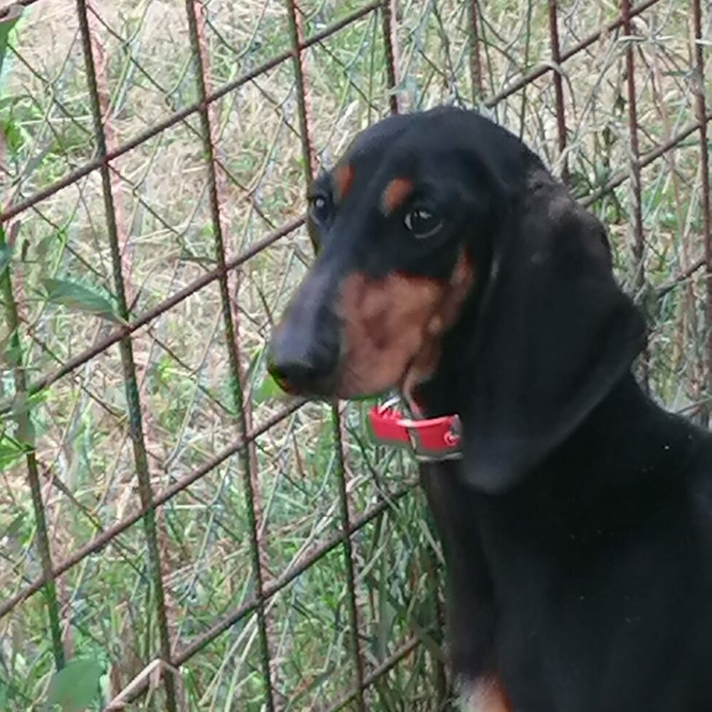 Lola