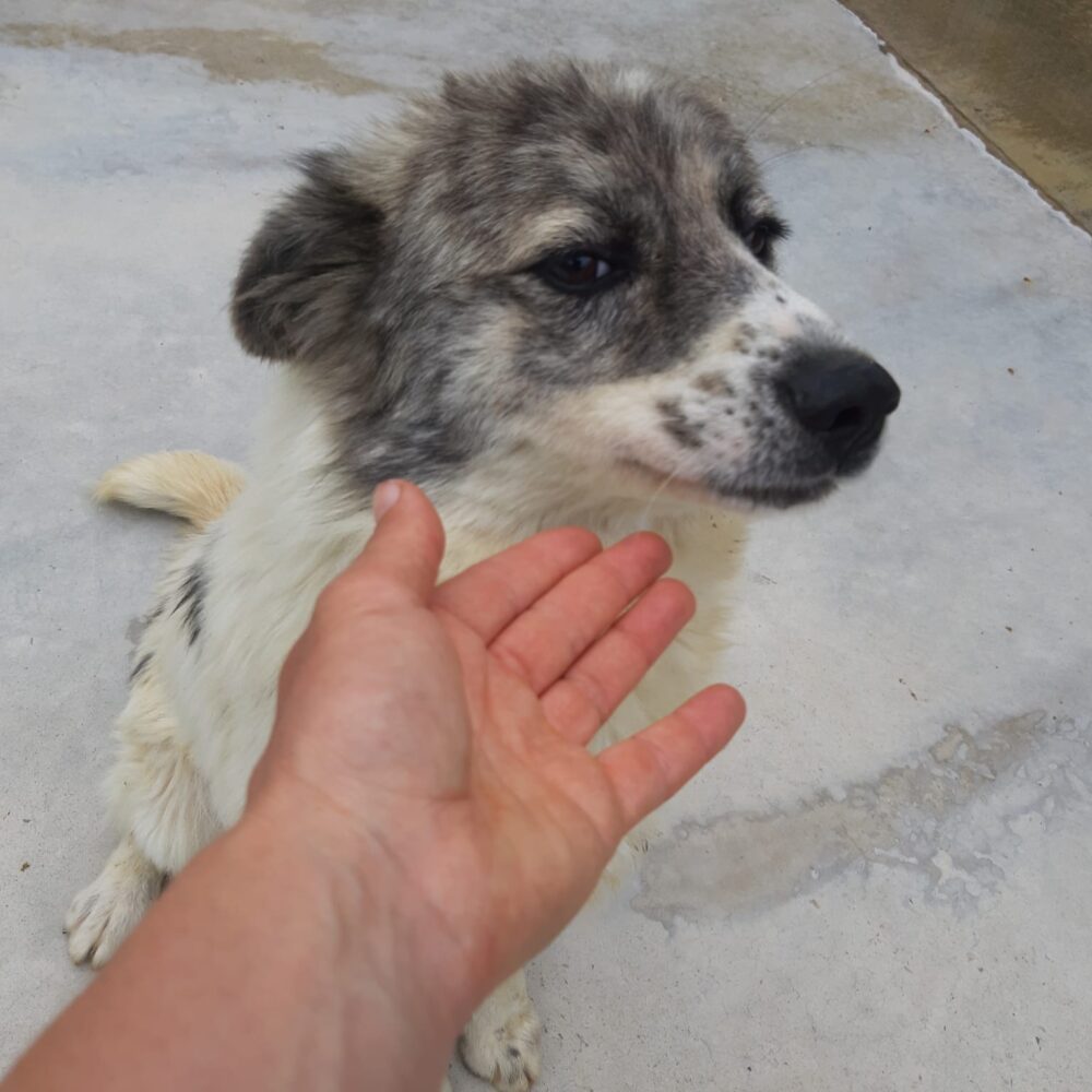 Peppino