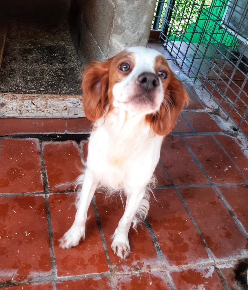 Agatha