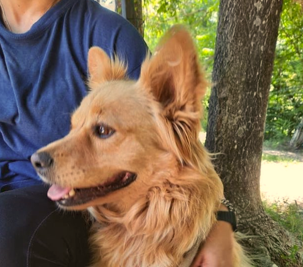 Dingo